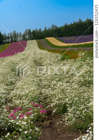 北海道, 夏天, 富良野, 美瑛, 農場, 富田, 色彩繽紛, 四季彩之丘, 薰衣草, 紫色, 波斯菊, 鮮花 北海道, 夏天, 富良野, 美瑛, 農場, 富田, 色彩繽紛, 四季彩之丘, 薰衣草, 紫色, 波斯菊, 鮮花 128352435