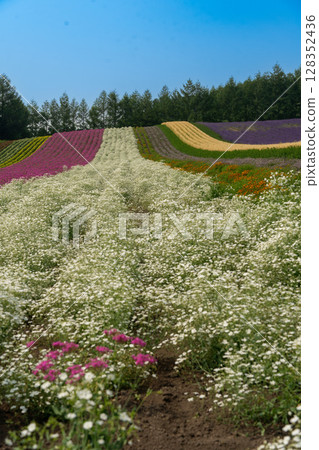 Hokkaido, Summer, Furano, Biei, Farm, Tomita, Colorful, Shikisai-no-Oka, Lavender, Purple, Cosmos, Flowers 128352436