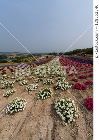 Hokkaido, Summer, Furano, Biei, Farm, Tomita, Colorful, Shikisai-no-Oka, Lavender, Purple, Cosmos, Flowers 128352546