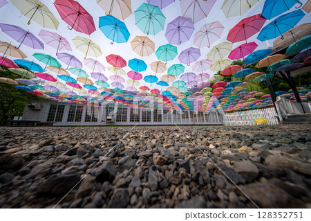 北海道夏季富良野美瑛農場富田多彩四季彩之丘薰衣草紫色波斯菊 128352751
