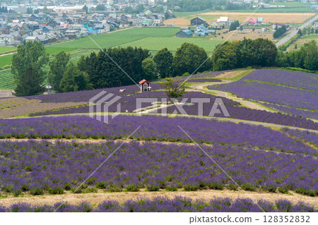 Hokkaido Summer Furano Biei Farm Tomita Colorful Shikisai no Oka Lavender Purple Cosmos Flowers Hokkaido Summer Furano Biei Farm Tomita Colorful Shikisai no Oka Lavender Purple Cosmos Flowers 128352832
