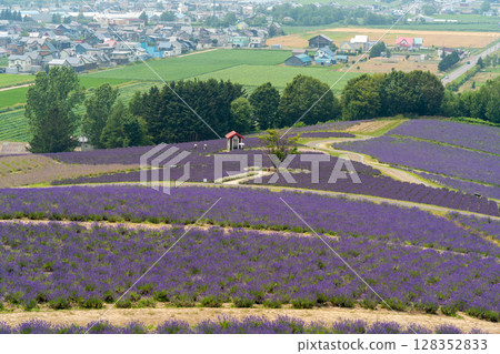 Hokkaido Summer Furano Biei Farm Tomita Colorful Shikisai no Oka Lavender Purple Cosmos Flowers Hokkaido Summer Furano Biei Farm Tomita Colorful Shikisai no Oka Lavender Purple Cosmos Flowers 128352833