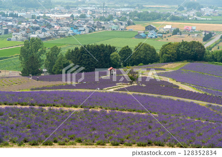 Hokkaido Summer Furano Biei Farm Tomita Colorful Shikisai no Oka Lavender Purple Cosmos Flowers Hokkaido Summer Furano Biei Farm Tomita Colorful Shikisai no Oka Lavender Purple Cosmos Flowers 128352834