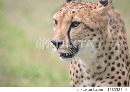 A cheetah walking through the grass in the hot summer 128352844
