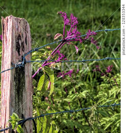 purple plants 128353344