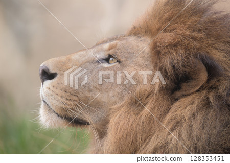 一頭獅子仰望天空，想起非洲 128353451