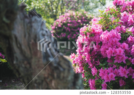 [Sennan Atagoyama] A famous spot for azaleas 128353550