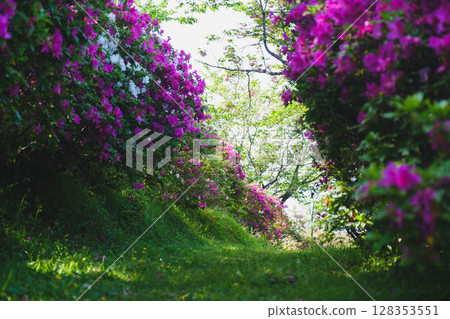 [Sennan Atagoyama] A famous spot for azaleas 128353551
