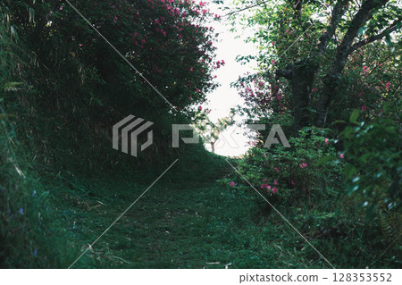 [Sennan Atagoyama] A famous spot for azaleas 128353552