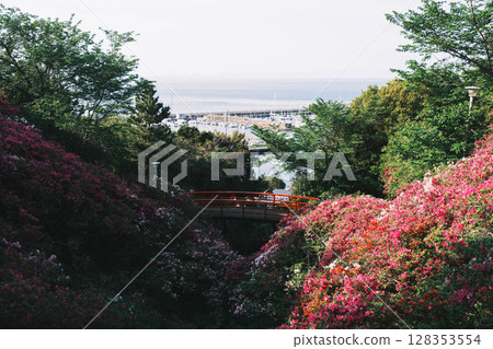 [Sennan Atagoyama] A famous spot for azaleas 128353554