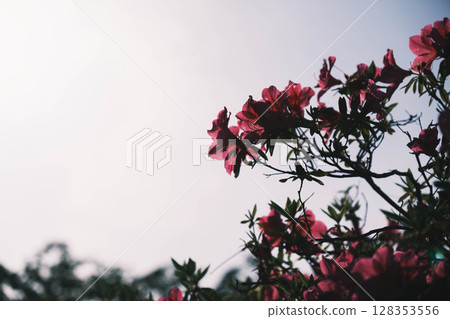 [Sennan Atagoyama] A famous spot for azaleas 128353556