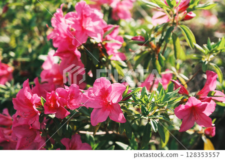[Sennan Atagoyama] A famous spot for azaleas 128353557