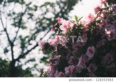 [Sennan Atagoyama] A famous spot for azaleas 128353563