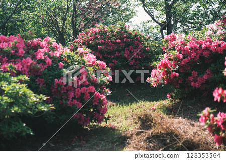 [Sennan Atagoyama] A famous spot for azaleas 128353564