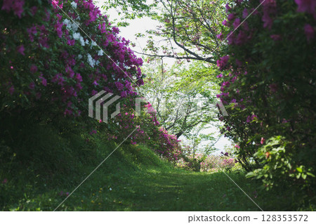 [Sennan Atagoyama] A famous spot for azaleas 128353572