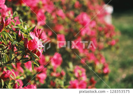 [Sennan Atagoyama] A famous spot for azaleas 128353575