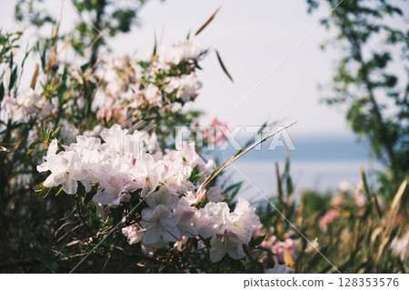 [Sennan Atagoyama] A famous spot for azaleas 128353576