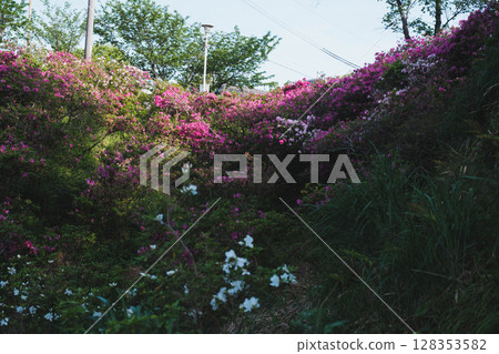 [Sennan Atagoyama] A famous spot for azaleas 128353582