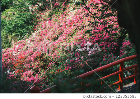 [Sennan Atagoyama] A famous spot for azaleas 128353583