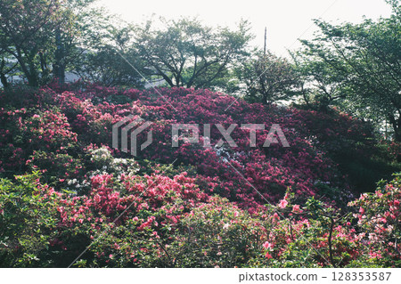 [Sennan Atagoyama] A famous spot for azaleas 128353587