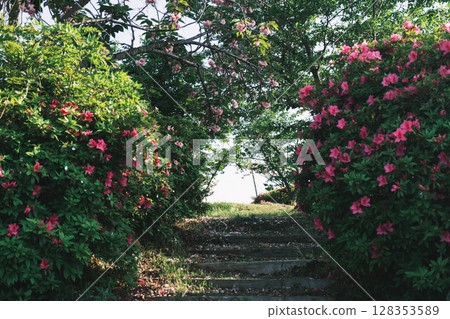 [Sennan Atagoyama] A famous spot for azaleas 128353589