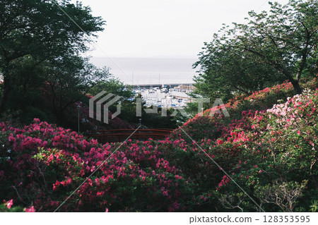 [Sennan Atagoyama] A famous spot for azaleas 128353595