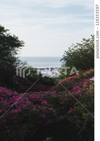 [Sennan Atagoyama] A famous spot for azaleas 128353597