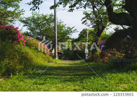[Sennan Atagoyama] A famous spot for azaleas 128353601