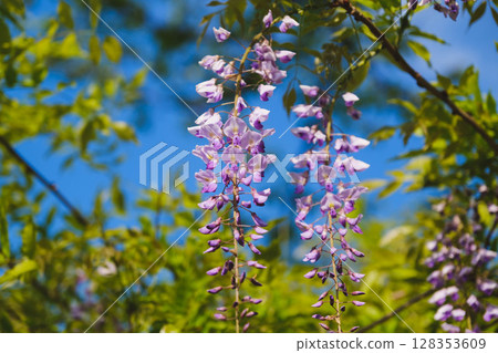 [Sennan Atagoyama] Wisteria flowers 128353609