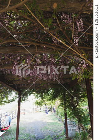 [泉南愛宕山] 紫藤花 128353611