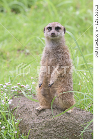 一隻貓鼬在岩石上對著鏡頭擺姿勢 一隻貓鼬在岩石上對著鏡頭擺姿勢 128353612