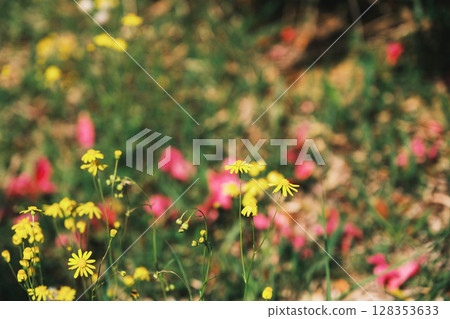 [Sennan Atagoyama] Beautiful dandelions 128353633