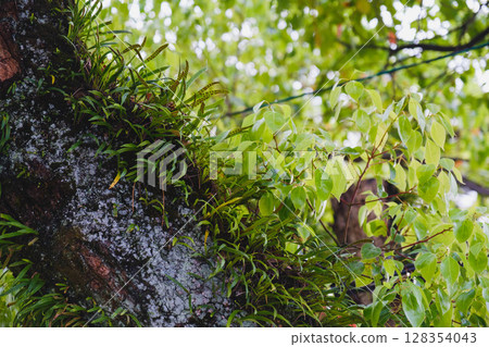 [Kishi Shrine] A landscape rich in nature 128354043