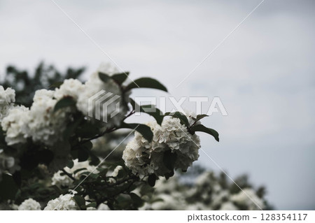 [Izumi Recycle Environment Park] A park where beautiful flowers bloom 128354117