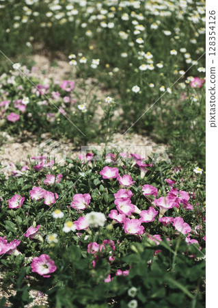 [Izumi Recycle Environment Park] A park where beautiful flowers bloom 128354126