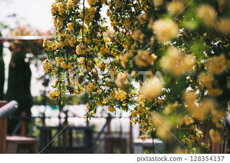 [Izumi Recycle Environment Park] A park where beautiful flowers bloom 128354137