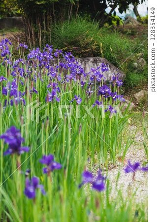 【和泉循環環境公園】開花盛開的公園 【和泉循環環境公園】開花盛開的公園 128354149