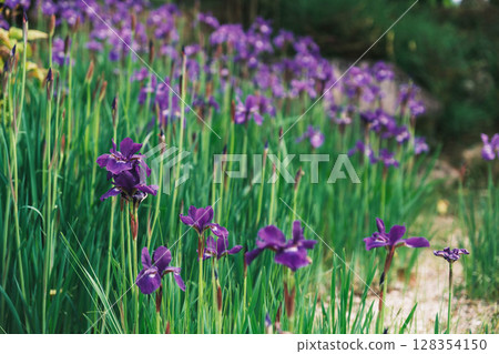 [Izumi Recycle Environment Park] A park where beautiful flowers bloom 128354150