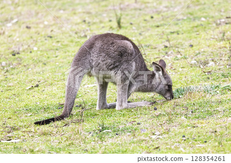 A small Kangaroo eating grass in the sunshine in Wollemi National Park A small Kangaroo eating grass in the sunshine in Wollemi National Park 128354261