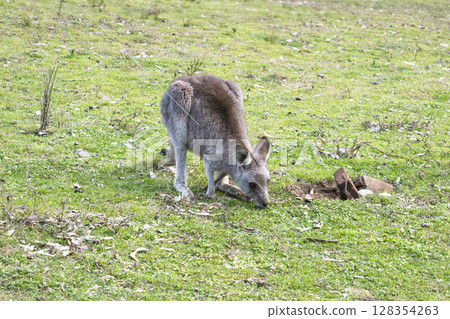 A small Kangaroo eating grass in the sunshine in Wollemi National Park A small Kangaroo eating grass in the sunshine in Wollemi National Park 128354263