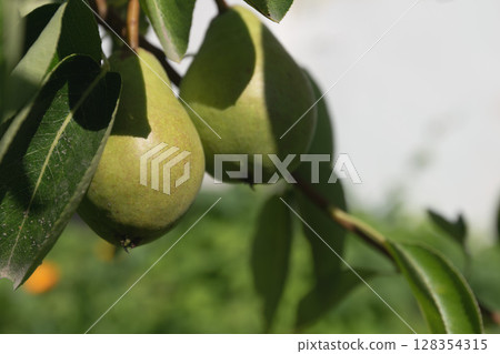 Ripe Pears on a Branch, Close-up Shot 128354315
