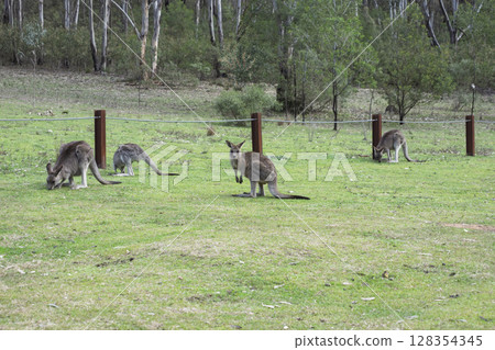 A group of Kangaroos eating grass in the sunshine in Wollemi National Park 128354345