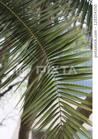 Closeup of palm tree leaves showing bright green lines and natural symmetry in daylight. Suitable for tropical, botanical, eco, or background design projects and commercial prints. Closeup of palm tree leaves showing bright green lines and natural symmetry in daylight. Suitable for tropical, botanical, eco, or background design projects and commercial prints. 128354350
