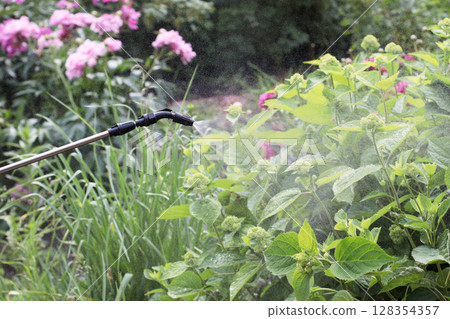 Spraying blooming garden plants with protective solution to prevent plant diseases. Gardening care with sprayer among pink and green flowerbeds. High resolution horizontal image. 128354357