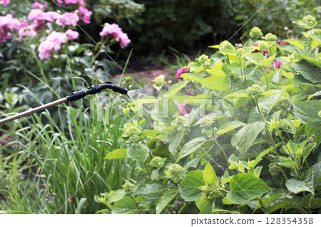 Spraying green hydrangea bushes in bloom with a protective mist to prevent plant disease. Gardening process shown in bright daylight. Concept of horticultural care. 128354358