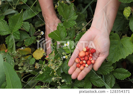 Close-up of hands harvesting wild strawberries in a garden. Natural, organic fruit picking in summer. Ideal for farming blogs, gardening guides, rural postcards and eco-friendly concepts. 128354371