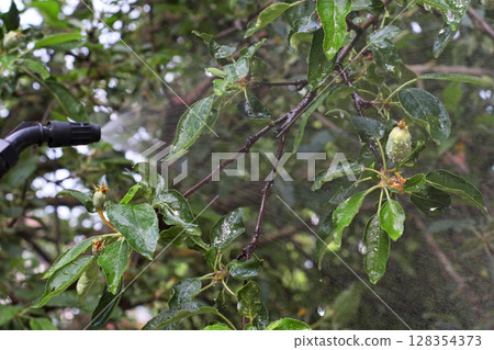 Apple tree branch with young green fruit being sprayed with liquid for pest protection in summer garden. Useful for gardening themes, touristic site blog or eco postcard. 128354373