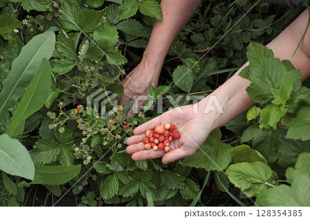 Close-up of hands harvesting wild strawberries in a garden. Natural, organic fruit picking in summer. Ideal for farming blogs, gardening guides, rural postcards and eco-friendly concepts. Close-up of hands harvesting wild strawberries in a garden. Natural, organic fruit picking in summer. Ideal for farming blogs, gardening guides, rural postcards and eco-friendly concepts. 128354385