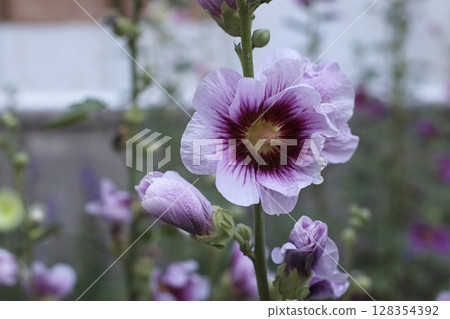 Tall stems of purple hollyhock flowers blooming in summer garden. Close up floral details with green background. Perfect for greeting cards, natural packaging, or botanical prints Tall stems of purple hollyhock flowers blooming in summer garden. Close up floral details with green background. Perfect for greeting cards, natural packaging, or botanical prints 128354392