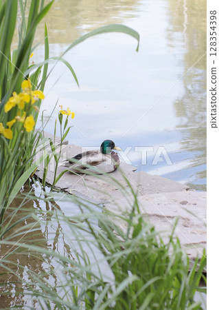 A mallard duck rests on a concrete shore of a calm pond surrounded by green reeds and yellow irises. Peaceful summer scene, great for posters or nature postcards. 128354398